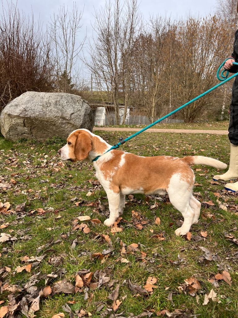 Les Beagle de l'affixe De La Rivière D’Hayley