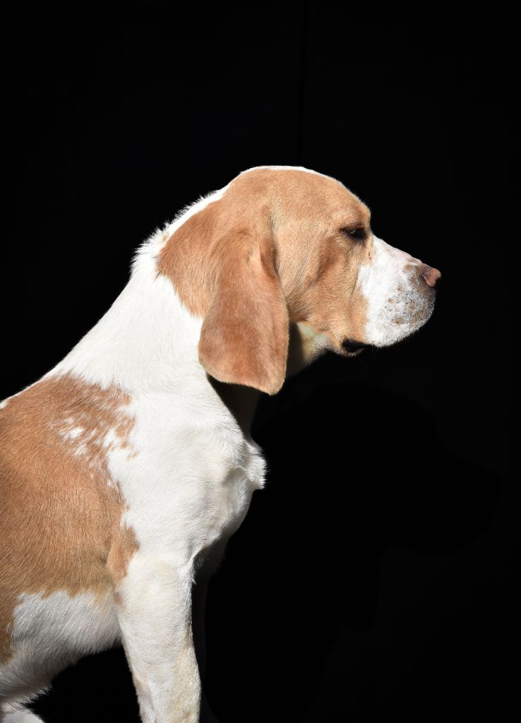 Les Beagle de l'affixe De La Rivière D’Hayley