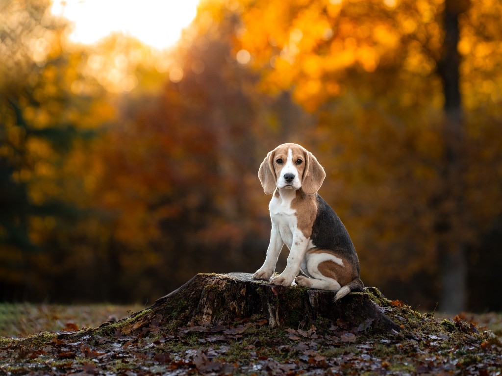 Aloha Des Veneurs Du Mazaureix