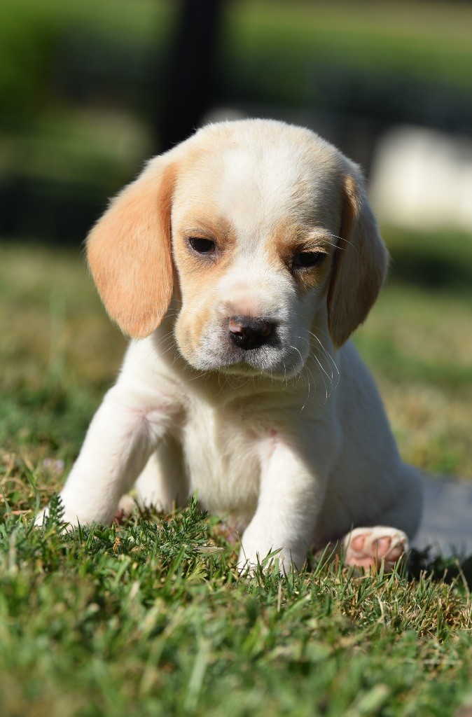 De La Rivière D’Hayley - Chiots disponibles - Beagle