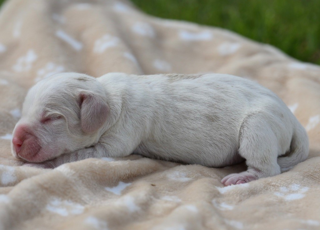 De La Rivière D’Hayley - Chiots disponibles - Beagle