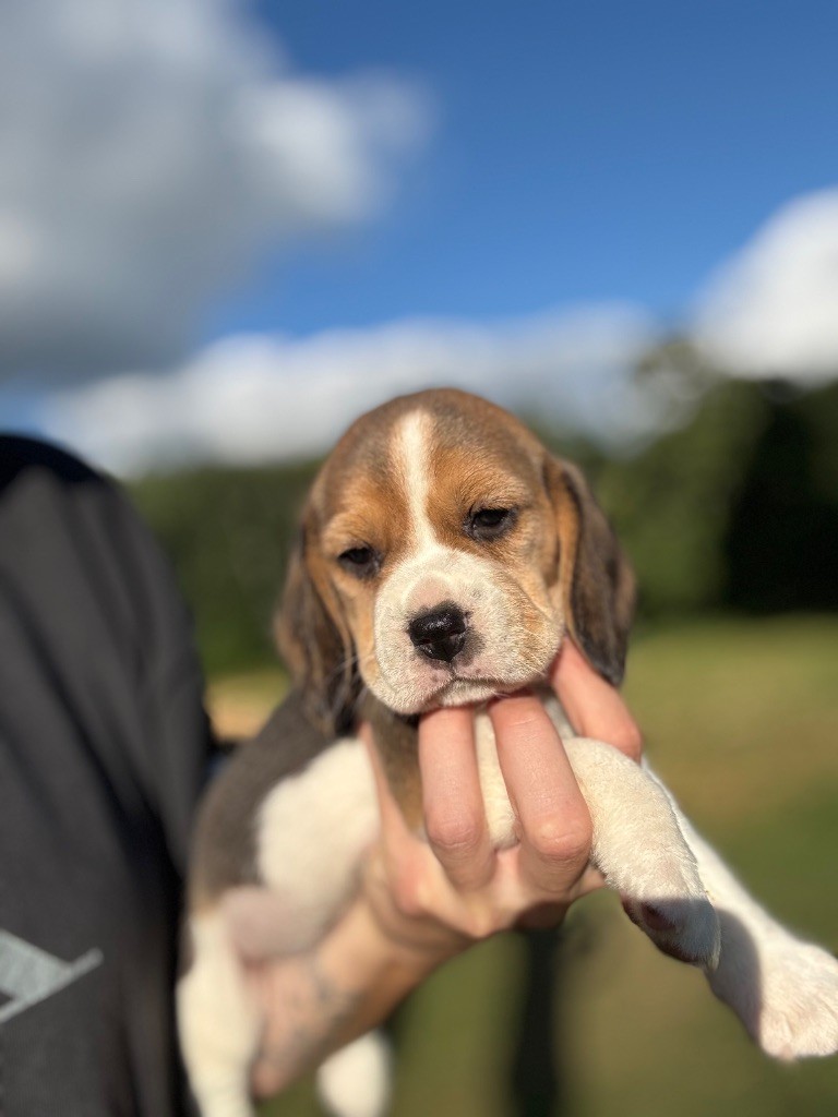De La Rivière D’Hayley - Chiots disponibles - Beagle