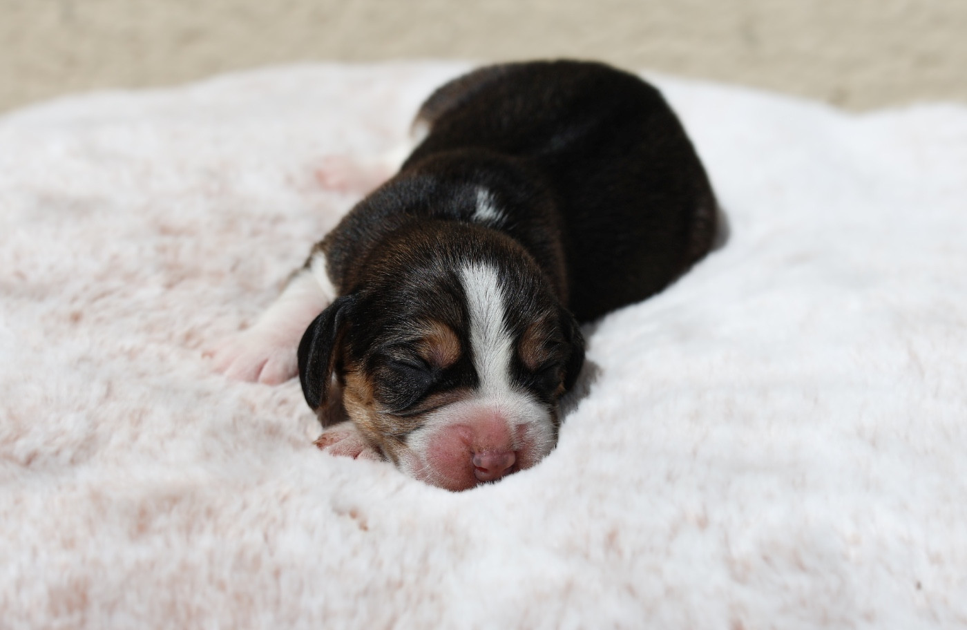 De La Rivière D’Hayley - Chiots disponibles - Beagle