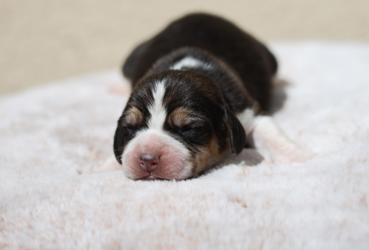 De La Rivière D’Hayley - Chiots disponibles - Beagle