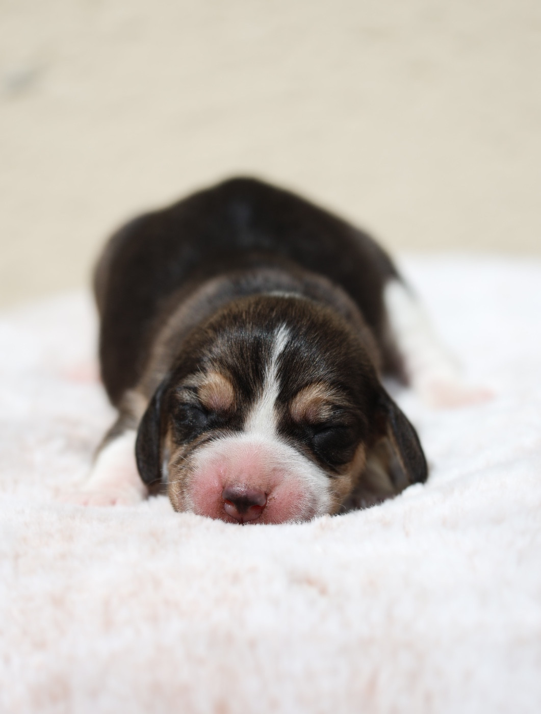 De La Rivière D’Hayley - Chiots disponibles - Beagle