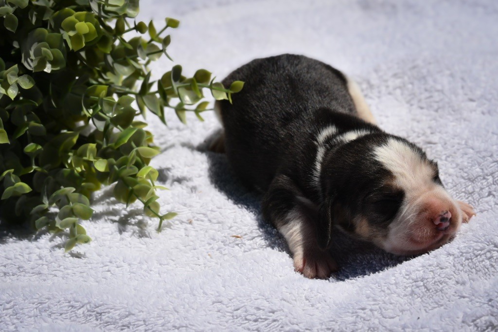 De La Rivière D’Hayley - Chiots disponibles - Beagle