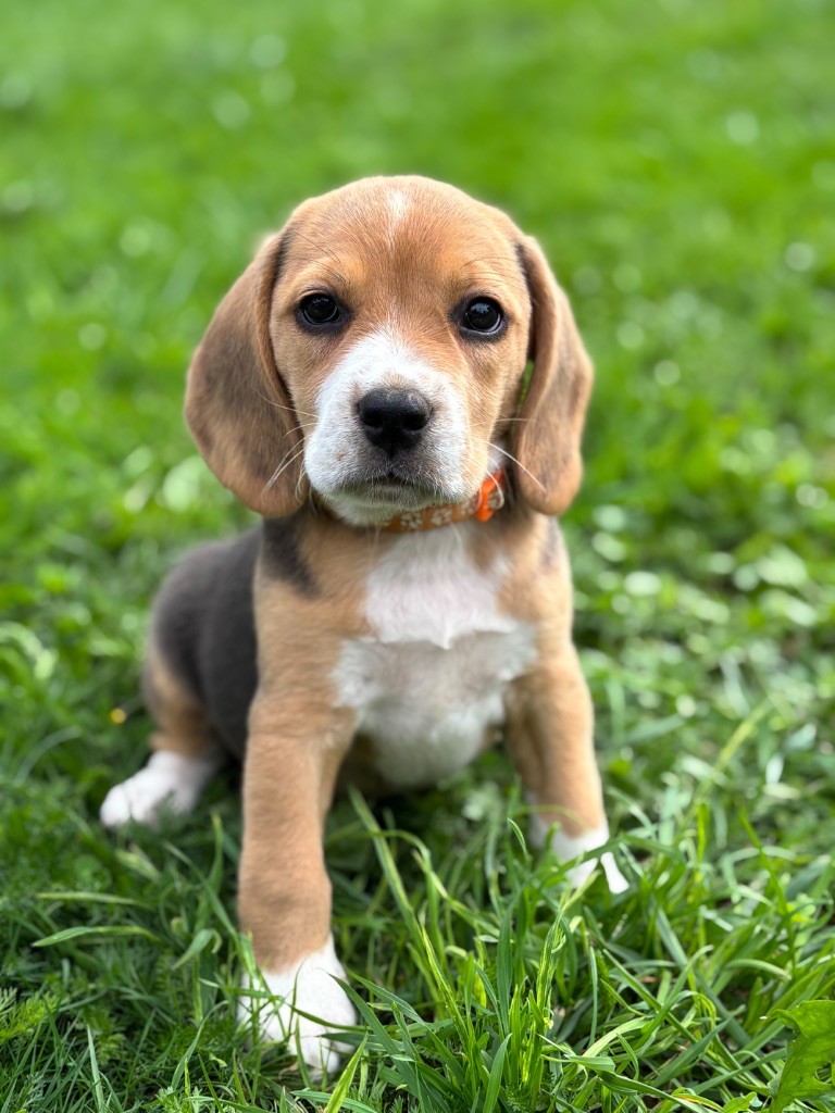 De La Rivière D’Hayley - Chiots disponibles - Beagle