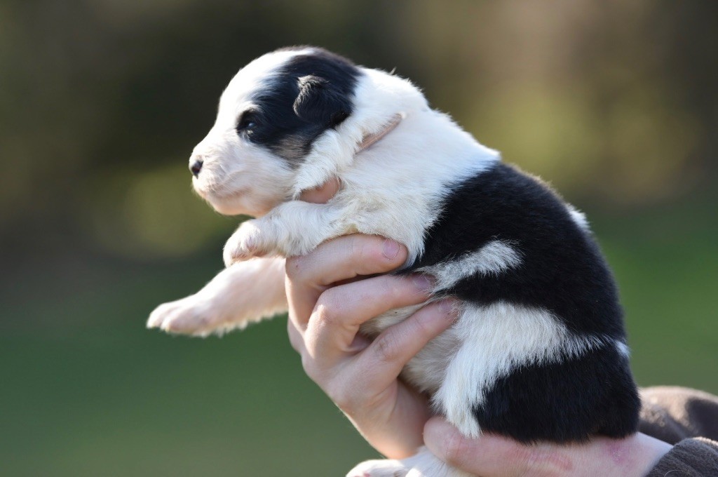 De La Rivière D’Hayley - Chiots disponibles - Berger Australien