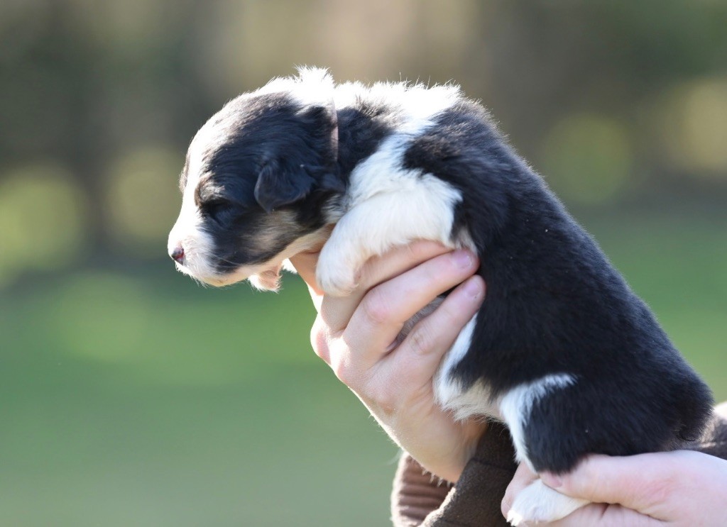 De La Rivière D’Hayley - Chiots disponibles - Berger Australien