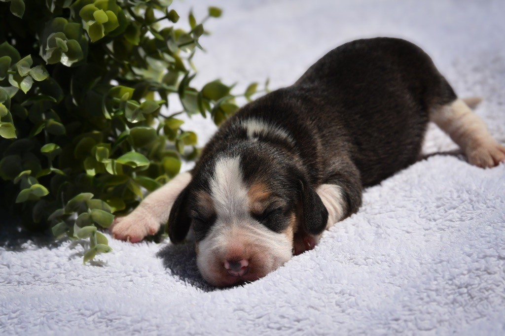 De La Rivière D’Hayley - Chiots disponibles - Beagle
