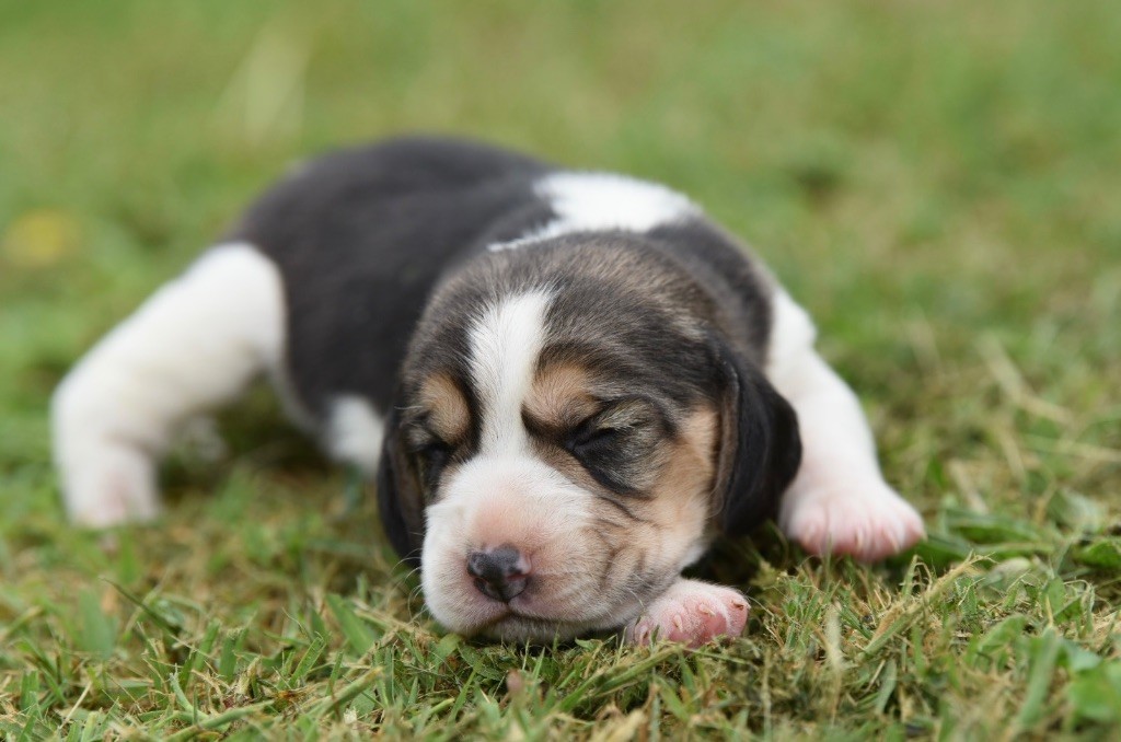 De La Rivière D’Hayley - Chiots disponibles - Beagle