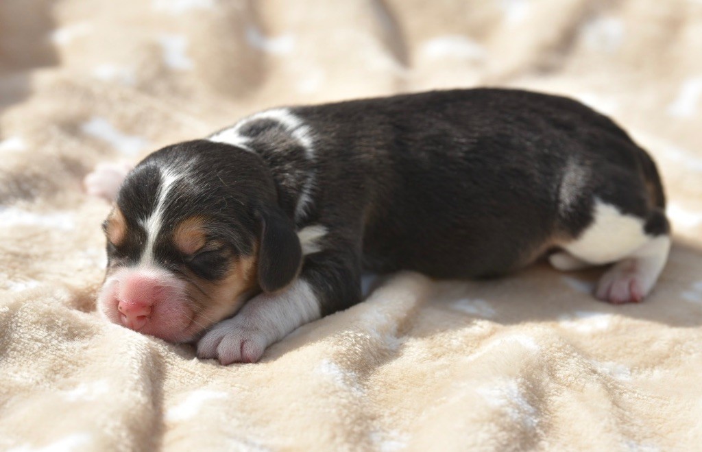 De La Rivière D’Hayley - Chiots disponibles - Beagle