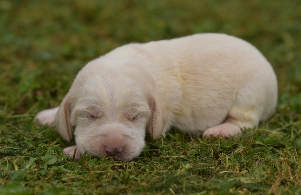 De La Rivière D’Hayley - Chiots disponibles - Beagle