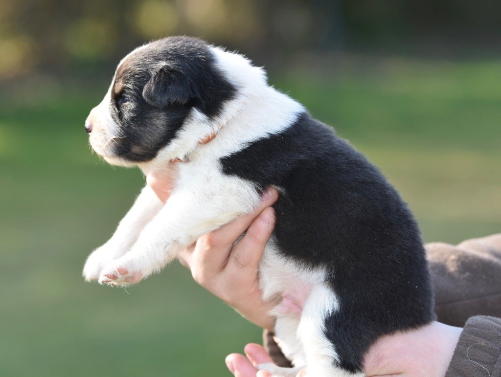 De La Rivière D’Hayley - Chiots disponibles - Berger Australien