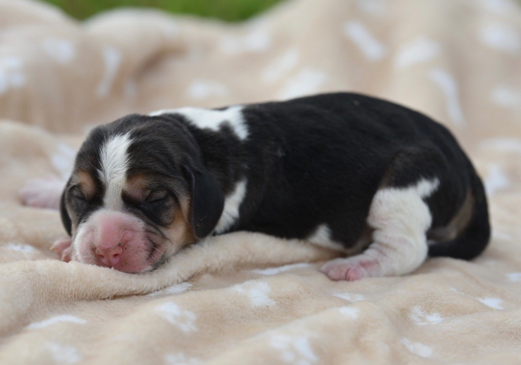 De La Rivière D’Hayley - Chiots disponibles - Beagle