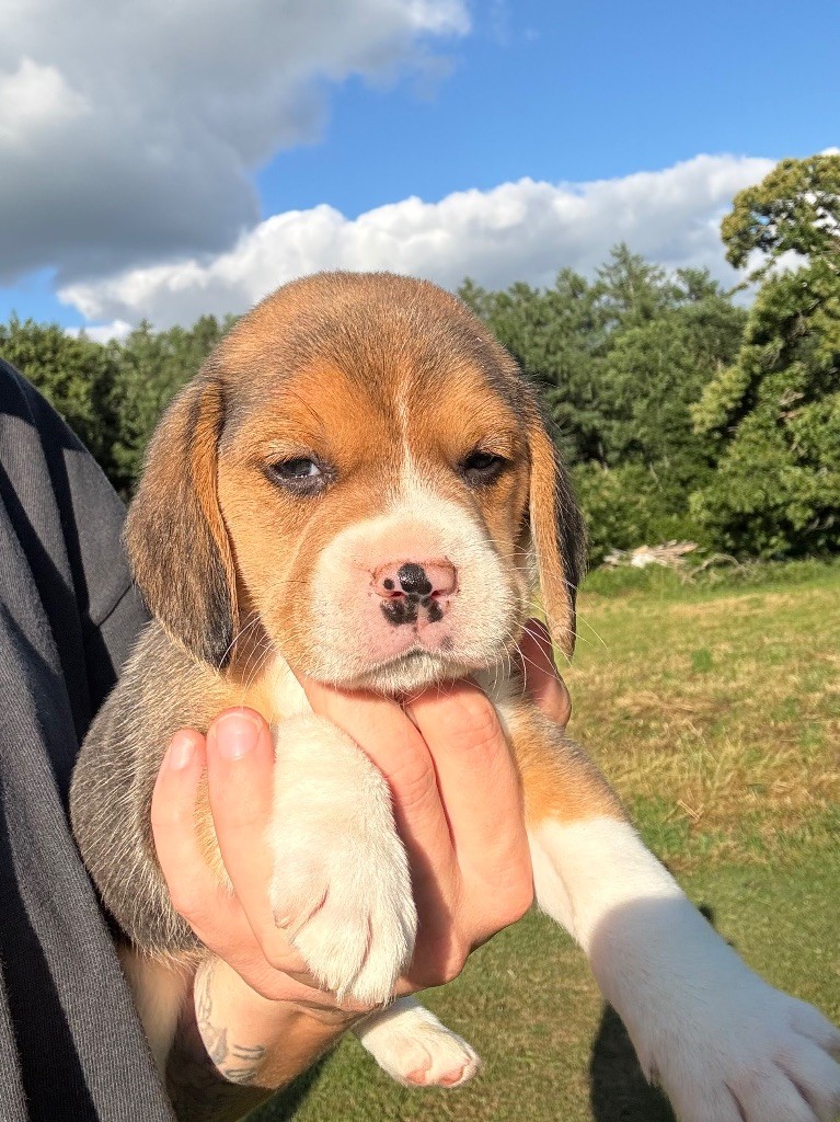 De La Rivière D’Hayley - Chiots disponibles - Beagle