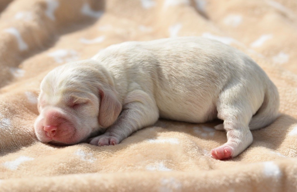 De La Rivière D’Hayley - Chiots disponibles - Beagle