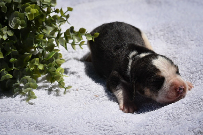 CHIOT