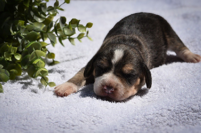 CHIOT