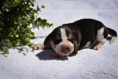 CHIOT