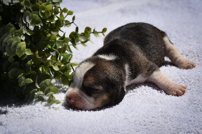 CHIOT
