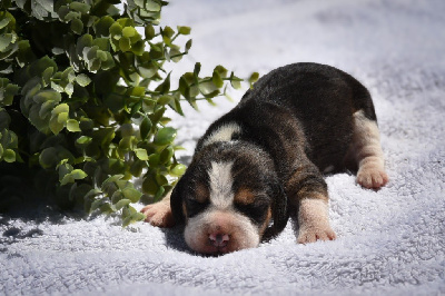CHIOT