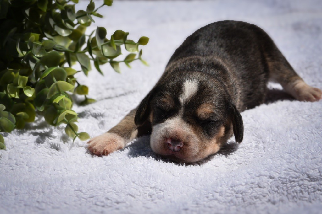 De La Rivière D’Hayley - Chiots disponibles - Beagle