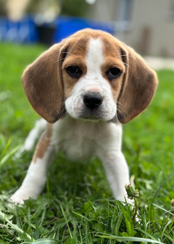 De La Rivière D’Hayley - Chiots disponibles - Beagle