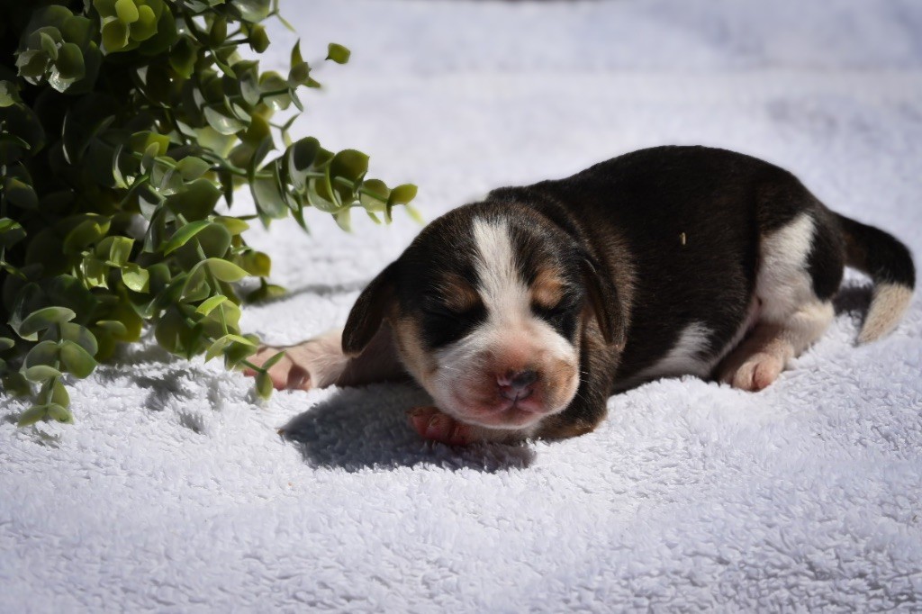 De La Rivière D’Hayley - Chiots disponibles - Beagle