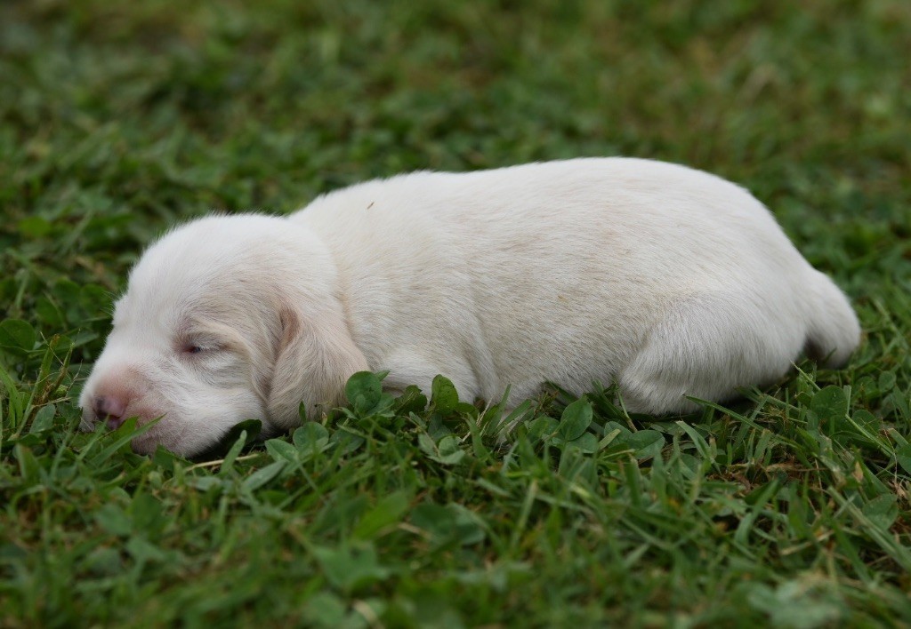 De La Rivière D’Hayley - Chiots disponibles - Beagle