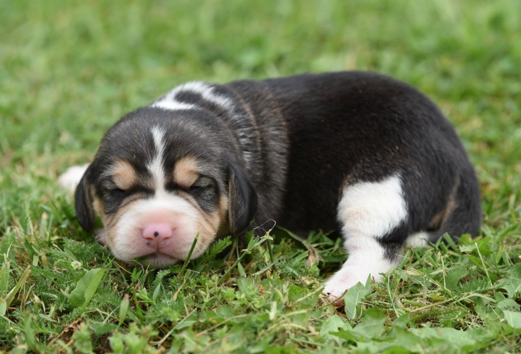 De La Rivière D’Hayley - Chiots disponibles - Beagle