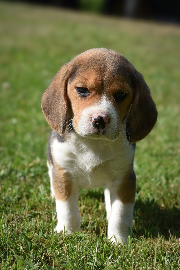 De La Rivière D’Hayley - Chiots disponibles - Beagle