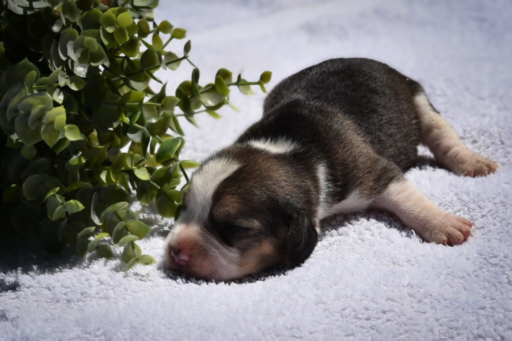 De La Rivière D’Hayley - Chiots disponibles - Beagle