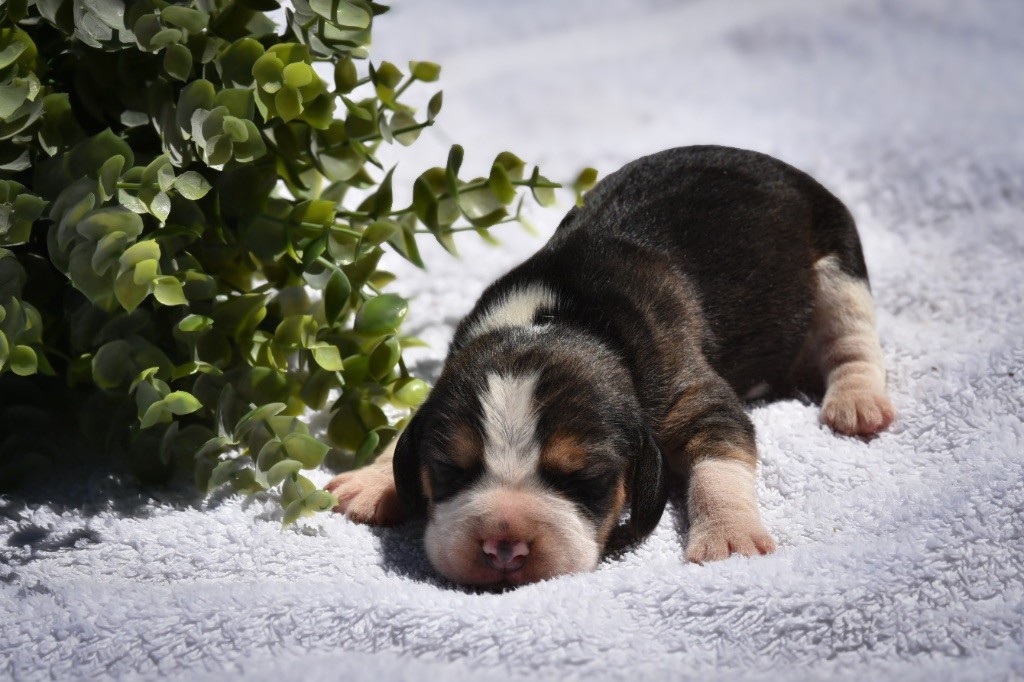 De La Rivière D’Hayley - Chiots disponibles - Beagle