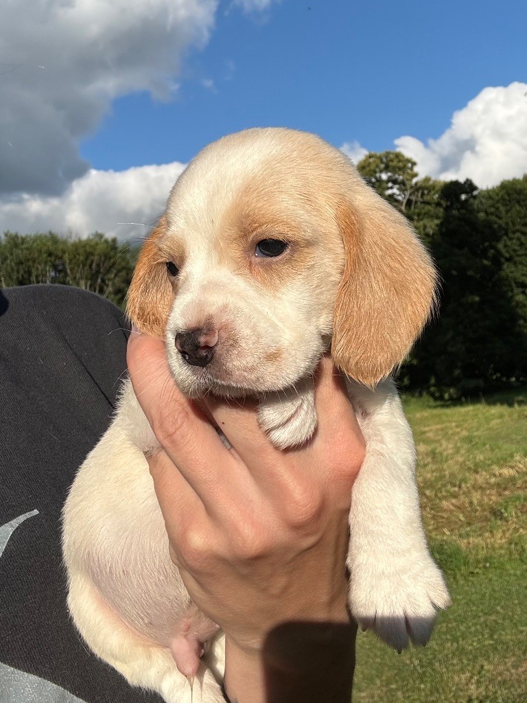 De La Rivière D’Hayley - Chiots disponibles - Beagle