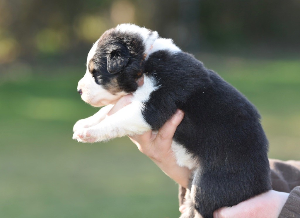 De La Rivière D’Hayley - Chiots disponibles - Berger Australien