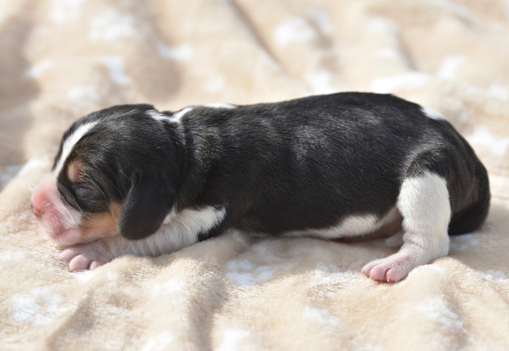 De La Rivière D’Hayley - Chiots disponibles - Beagle