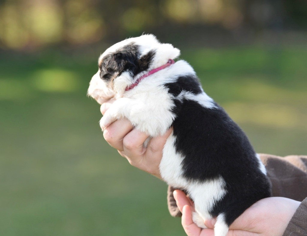 De La Rivière D’Hayley - Chiots disponibles - Berger Australien